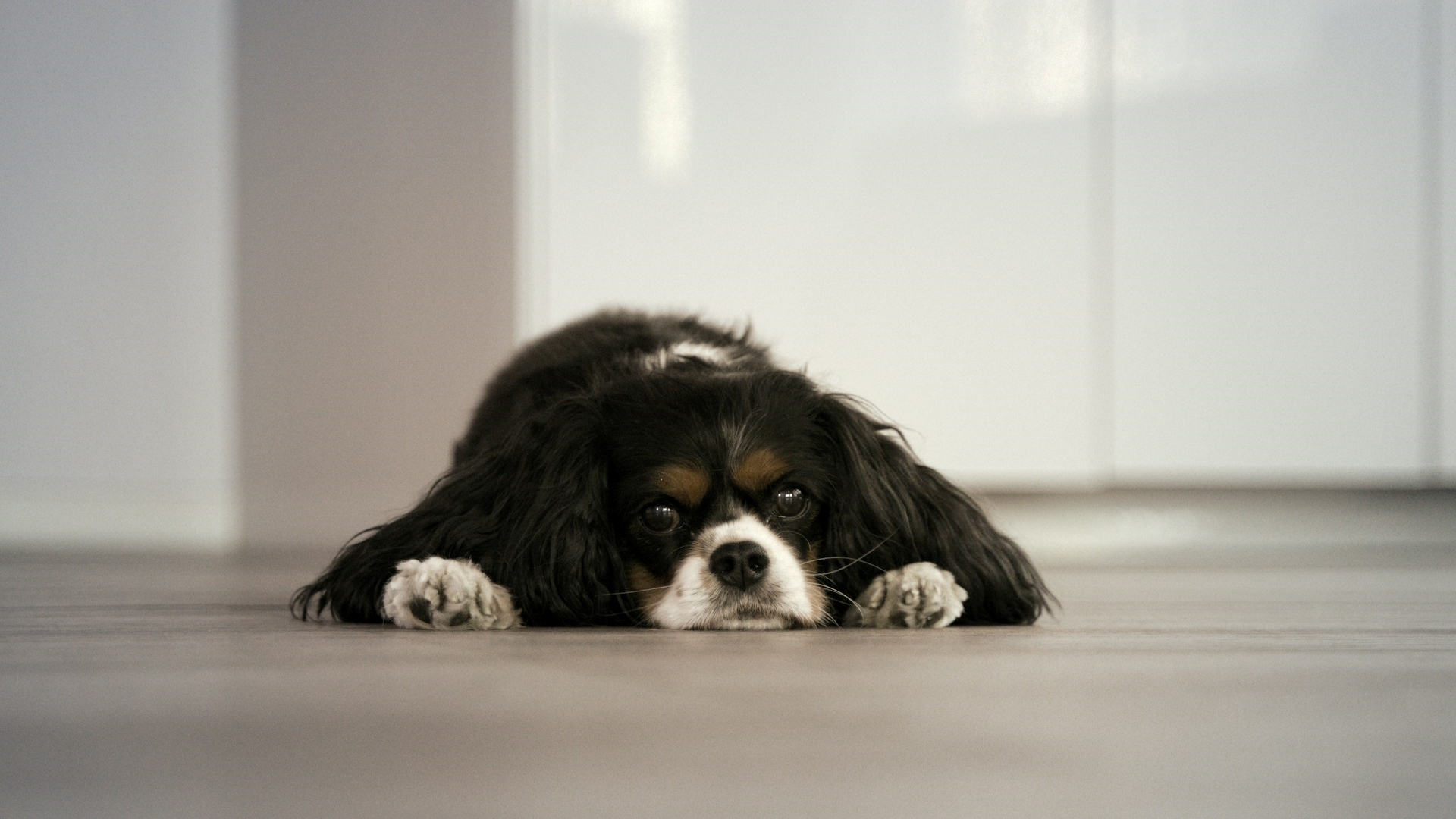 O que significa quando seu cachorro chora quando você sai de casa, segundo os veterinários