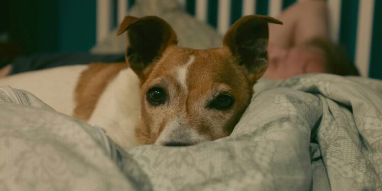 Foto: Viktoria Babjakova/Unsplash