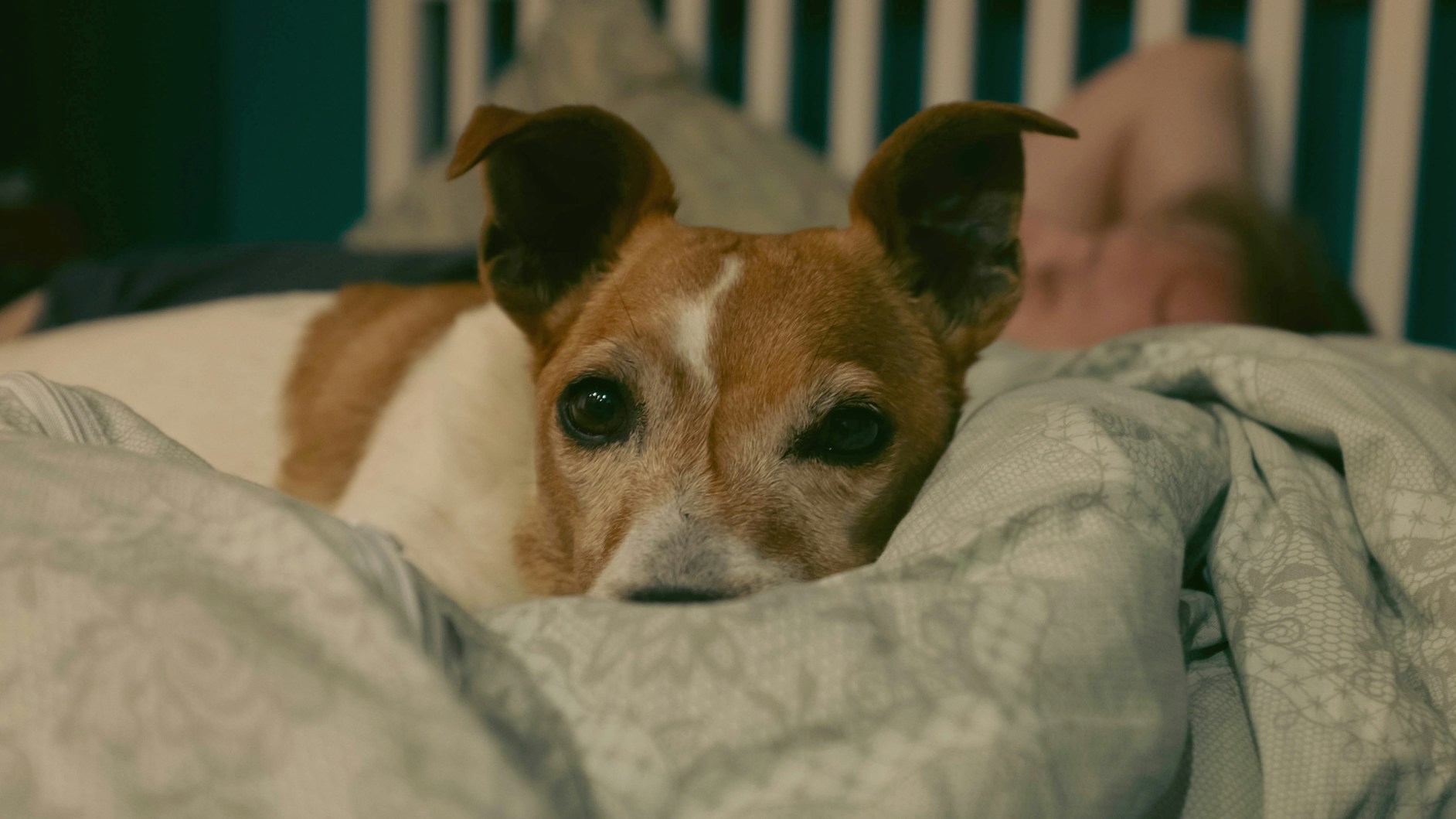 O que significa quando o seu cachorro te espera na porta de casa, segundo veterinários