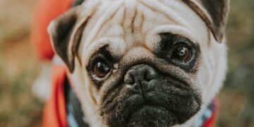 Foto: Victor Miyata/Pexels