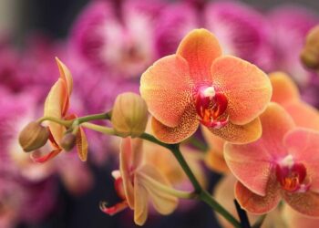 Não é só decoração: descubra por que muitas pessoas colocam orquídeas no quarto