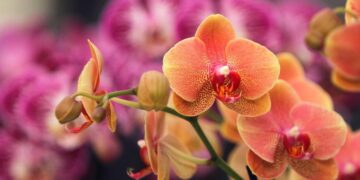 Não é só decoração: descubra por que muitas pessoas colocam orquídeas no quarto