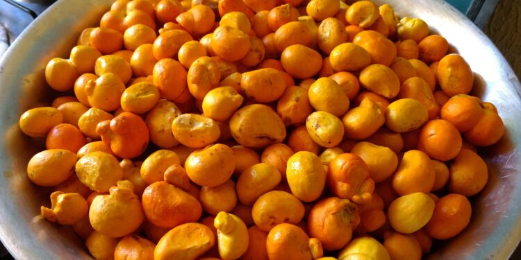 Fruto brasileiro considerado ‘ouro’ tem poder de proteger o fígado e o coração, dizem pesquisadores