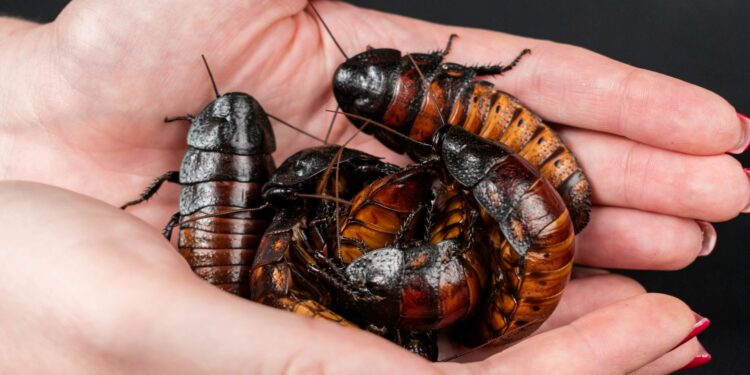 Foto: Nikolett Emmert/Unsplash