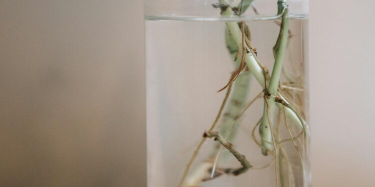 Foto: Sasha Kim/Pexels