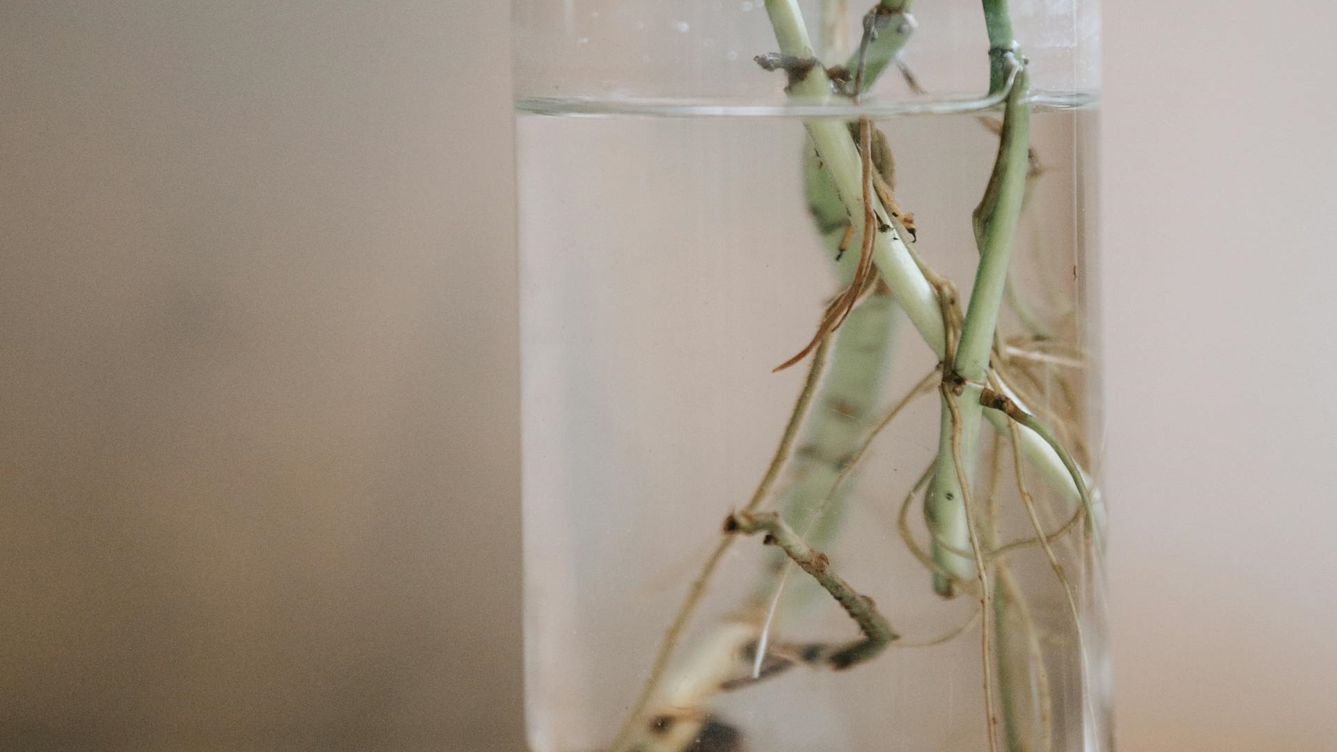 A planta que atrai boa sorte para sua casa e pode crescer até em um copo