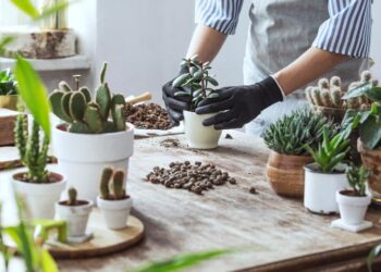 Item comum na cozinha dos brasileiros está ganhando nova função e agora serve para fortalecer as plantas da casa