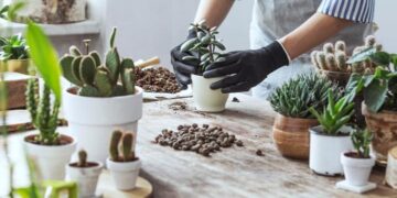 Item comum na cozinha dos brasileiros está ganhando nova função e agora serve para fortalecer as plantas da casa