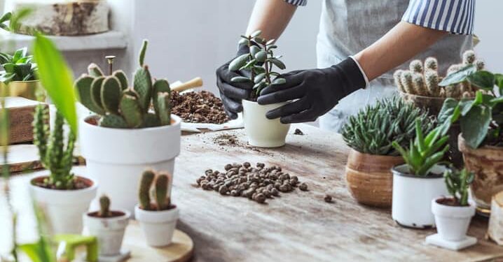 Item comum na cozinha dos brasileiros está ganhando nova função e agora serve para fortalecer as plantas da casa