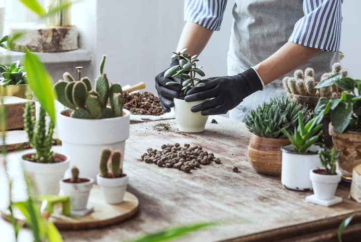 Item comum na cozinha dos brasileiros está ganhando nova função e agora serve para fortalecer as plantas da casa