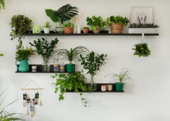 A planta que atrai prosperidade para a sua casa e pode crescer até em uma garrafa cortada