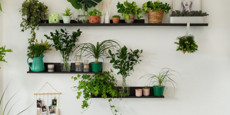 A planta que atrai prosperidade para a sua casa e pode crescer até em uma garrafa cortada