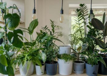 A planta que você deve colocar na sua casa para tirar o mau olhado e atrair riqueza em 2026
