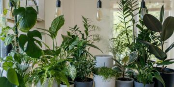 A planta que você deve colocar na sua casa para tirar o mau olhado e atrair riqueza em 2026