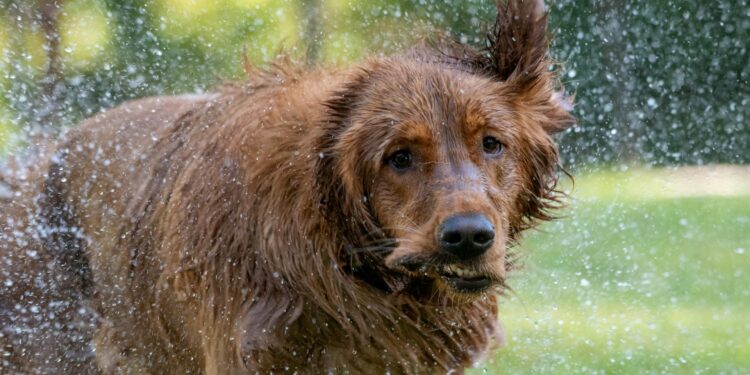 Foto: Andrew Patrick Photo/Pexels