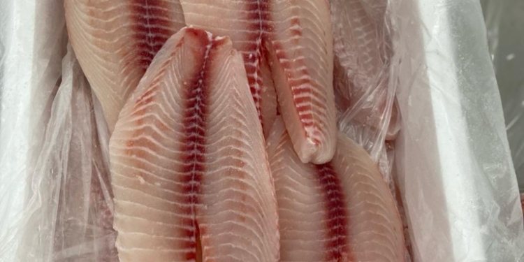 Tão saudável quanto o salmão, peixe rico em proteínas encanta pelo sabor e custa menos