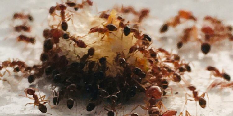 Foto: Marco Neri/Unsplash