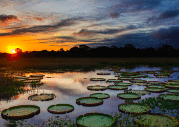 Região específica tem aumento de temperatura e vai sofrer mais que todo o Brasil