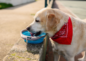 Veterinários explicam com que frequência a água do cachorro deve ser trocada e não é a que você imagina