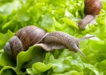 Adeus, lesmas no jardim: o vegetal que as afasta para sempre