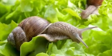 Adeus, lesmas no jardim: o vegetal que as afasta para sempre