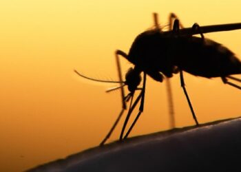 Animal com menos de 1 cm sabe voar, age durante a noite e foi classificado como o mais perigoso do mundo Por que evitar apenas detergente na tábua de carne O detergente remove a gordura superficial, mas nem sempre consegue eliminar odores fortes e resíduos que ficam impregnados, principalmente em tábuas de madeira ou plástico mais poroso. Além disso, o uso excessivo de produtos químicos pode acelerar o desgaste do material e favorecer o surgimento de ranhuras, onde bactérias se acumulam. A combinação que funciona: sal grosso e limão Uma das técnicas mais recomendadas para a limpeza profunda da tábua de cortar carne é o uso de sal grosso e limão. O sal atua como abrasivo natural, ajudando a remover sujeiras e resíduos, enquanto o limão possui ação desinfetante e desodorizante, neutralizando odores desagradáveis. Para aplicar, basta espalhar sal grosso por toda a superfície da tábua, esfregar com metade de um limão e deixar agir por alguns minutos. Em seguida, enxágue bem com água corrente. Como potencializar a higienização Após a limpeza com sal e limão, é importante secar bem a tábua. No caso das tábuas de madeira, deixar secar ao ar livre, em local ventilado, ajuda a evitar o acúmulo de umidade. Para manutenção periódica, também é indicado passar uma fina camada de óleo mineral ou óleo vegetal, o que ajuda a hidratar a madeira e prolongar sua vida útil. Funciona para tábuas de plástico? Sim. Embora o método seja especialmente eficaz em tábuas de madeira, ele também pode ser usado em tábuas de plástico, ajudando a remover manchas e odores persistentes. Em casos de cortes muito profundos, no entanto, a substituição da tábua pode ser a opção mais segura. Com que frequência fazer a limpeza profunda A limpeza com sal e limão pode ser feita sempre que a tábua for usada para cortar carnes cruas ou quando houver cheiro forte. No dia a dia, a lavagem com água quente é suficiente para manter a higiene entre um uso e outro. Uma solução simples e eficiente Em resumo, nem detergente nem desengordurante são indispensáveis para deixar a tábua de cortar carne limpa e bem cuidada. Com ingredientes simples e naturais, é possível garantir higiene, eliminar odores e manter a tábua com aparência de nova por muito mais tempo.