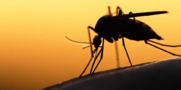 Animal com menos de 1 cm sabe voar, age durante a noite e foi classificado como o mais perigoso do mundo Por que evitar apenas detergente na tábua de carne O detergente remove a gordura superficial, mas nem sempre consegue eliminar odores fortes e resíduos que ficam impregnados, principalmente em tábuas de madeira ou plástico mais poroso. Além disso, o uso excessivo de produtos químicos pode acelerar o desgaste do material e favorecer o surgimento de ranhuras, onde bactérias se acumulam. A combinação que funciona: sal grosso e limão Uma das técnicas mais recomendadas para a limpeza profunda da tábua de cortar carne é o uso de sal grosso e limão. O sal atua como abrasivo natural, ajudando a remover sujeiras e resíduos, enquanto o limão possui ação desinfetante e desodorizante, neutralizando odores desagradáveis. Para aplicar, basta espalhar sal grosso por toda a superfície da tábua, esfregar com metade de um limão e deixar agir por alguns minutos. Em seguida, enxágue bem com água corrente. Como potencializar a higienização Após a limpeza com sal e limão, é importante secar bem a tábua. No caso das tábuas de madeira, deixar secar ao ar livre, em local ventilado, ajuda a evitar o acúmulo de umidade. Para manutenção periódica, também é indicado passar uma fina camada de óleo mineral ou óleo vegetal, o que ajuda a hidratar a madeira e prolongar sua vida útil. Funciona para tábuas de plástico? Sim. Embora o método seja especialmente eficaz em tábuas de madeira, ele também pode ser usado em tábuas de plástico, ajudando a remover manchas e odores persistentes. Em casos de cortes muito profundos, no entanto, a substituição da tábua pode ser a opção mais segura. Com que frequência fazer a limpeza profunda A limpeza com sal e limão pode ser feita sempre que a tábua for usada para cortar carnes cruas ou quando houver cheiro forte. No dia a dia, a lavagem com água quente é suficiente para manter a higiene entre um uso e outro. Uma solução simples e eficiente Em resumo, nem detergente nem desengordurante são indispensáveis para deixar a tábua de cortar carne limpa e bem cuidada. Com ingredientes simples e naturais, é possível garantir higiene, eliminar odores e manter a tábua com aparência de nova por muito mais tempo.