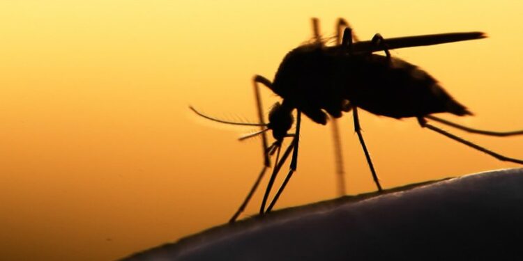 Animal com menos de 1 cm sabe voar, age durante a noite e foi classificado como o mais perigoso do mundo Por que evitar apenas detergente na tábua de carne O detergente remove a gordura superficial, mas nem sempre consegue eliminar odores fortes e resíduos que ficam impregnados, principalmente em tábuas de madeira ou plástico mais poroso. Além disso, o uso excessivo de produtos químicos pode acelerar o desgaste do material e favorecer o surgimento de ranhuras, onde bactérias se acumulam. A combinação que funciona: sal grosso e limão Uma das técnicas mais recomendadas para a limpeza profunda da tábua de cortar carne é o uso de sal grosso e limão. O sal atua como abrasivo natural, ajudando a remover sujeiras e resíduos, enquanto o limão possui ação desinfetante e desodorizante, neutralizando odores desagradáveis. Para aplicar, basta espalhar sal grosso por toda a superfície da tábua, esfregar com metade de um limão e deixar agir por alguns minutos. Em seguida, enxágue bem com água corrente. Como potencializar a higienização Após a limpeza com sal e limão, é importante secar bem a tábua. No caso das tábuas de madeira, deixar secar ao ar livre, em local ventilado, ajuda a evitar o acúmulo de umidade. Para manutenção periódica, também é indicado passar uma fina camada de óleo mineral ou óleo vegetal, o que ajuda a hidratar a madeira e prolongar sua vida útil. Funciona para tábuas de plástico? Sim. Embora o método seja especialmente eficaz em tábuas de madeira, ele também pode ser usado em tábuas de plástico, ajudando a remover manchas e odores persistentes. Em casos de cortes muito profundos, no entanto, a substituição da tábua pode ser a opção mais segura. Com que frequência fazer a limpeza profunda A limpeza com sal e limão pode ser feita sempre que a tábua for usada para cortar carnes cruas ou quando houver cheiro forte. No dia a dia, a lavagem com água quente é suficiente para manter a higiene entre um uso e outro. Uma solução simples e eficiente Em resumo, nem detergente nem desengordurante são indispensáveis para deixar a tábua de cortar carne limpa e bem cuidada. Com ingredientes simples e naturais, é possível garantir higiene, eliminar odores e manter a tábua com aparência de nova por muito mais tempo.