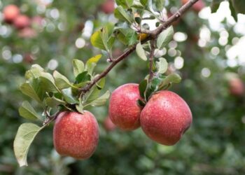O "fruto proibido" que acaba com as inflamações e é perfeito para reduzir a glicose no sangue