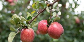 O "fruto proibido" que acaba com as inflamações e é perfeito para reduzir a glicose no sangue