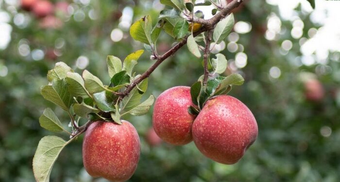 O "fruto proibido" que acaba com as inflamações e é perfeito para reduzir a glicose no sangue