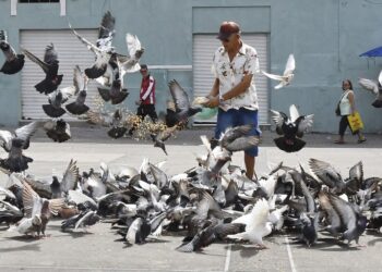 Multa de R$ 1.000,00 para quem for pego alimentando pombo na rua foi aprovada no Brasil