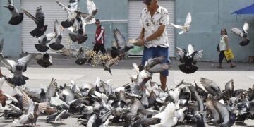Multa de R$ 1.000,00 para quem for pego alimentando pombo na rua foi aprovada no Brasil