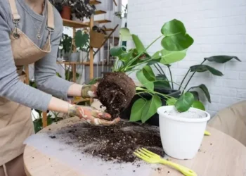 Como dobrar o crescimento das plantas com um único ingrediente de cozinha