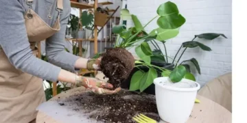 Como dobrar o crescimento das plantas com um único ingrediente de cozinha