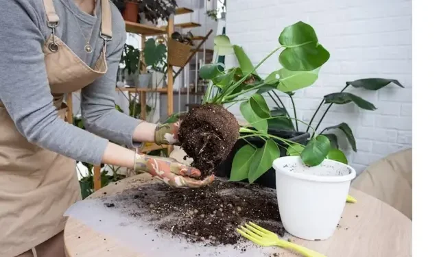 Como dobrar o crescimento das plantas com um único ingrediente de cozinha