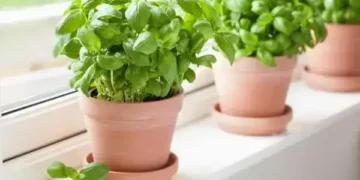 Diga tchau às baratas: as plantas que as afastam para sempre da sua casa