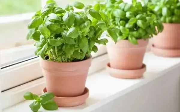 Diga tchau às baratas: as plantas que as afastam para sempre da sua casa