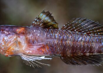 Peixe de pele preta foi encontrado no fundo do oceano e ganhou o nome de "Darth Vader"
