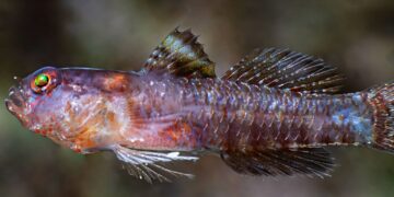 Peixe de pele preta foi encontrado no fundo do oceano e ganhou o nome de "Darth Vader"