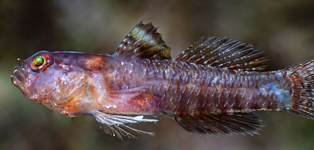 Peixe de pele preta foi encontrado no fundo do oceano e ganhou o nome de “Darth Vader”