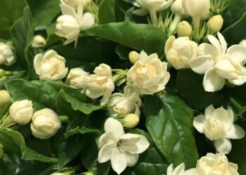 Os jasmins mais aromáticos e fáceis de cuidar que transformam qualquer ambiente