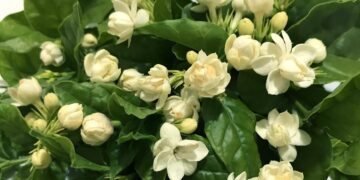 Os jasmins mais aromáticos e fáceis de cuidar que transformam qualquer ambiente