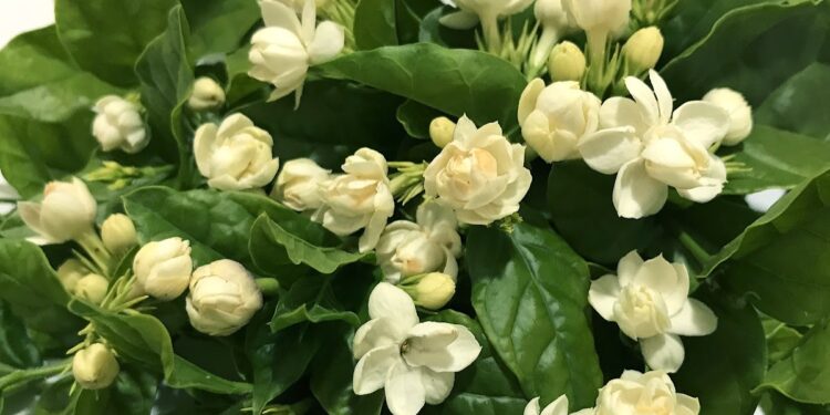 Os jasmins mais aromáticos e fáceis de cuidar que transformam qualquer ambiente