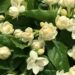Os jasmins mais aromáticos e fáceis de cuidar que transformam qualquer ambiente