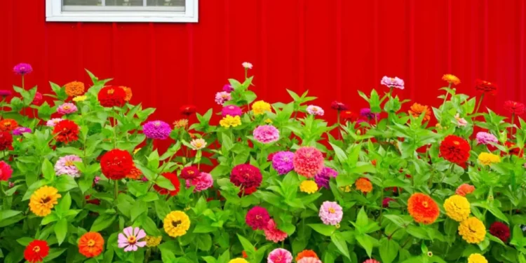 Resiste ao calor extremo e atrai borboletas: a planta ideal para colocar na entrada da casa em dezembro