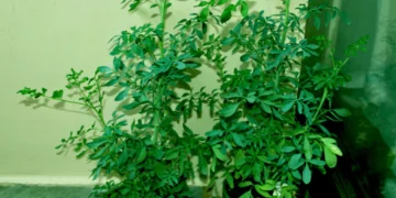O que significa colocar uma planta de arruda na frente de casa, segundo o Feng Shui