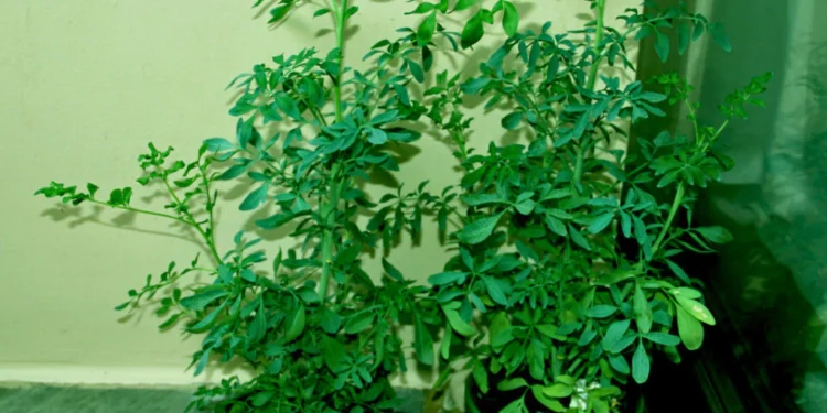 O que significa colocar uma planta de arruda na frente de casa, segundo o Feng Shui