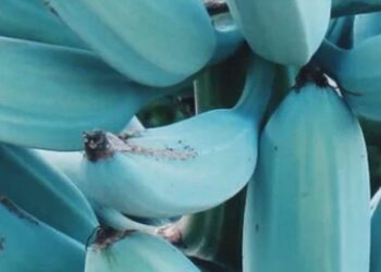 Banana "especial" tem cor azul, parece sorvete e lembra o sabor da baunilha