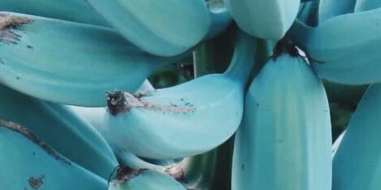 Banana "especial" tem cor azul, parece sorvete e lembra o sabor da baunilha